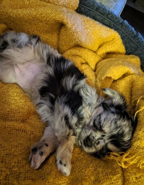 Xsofiasunshine  nude leaked OnlyFans photo