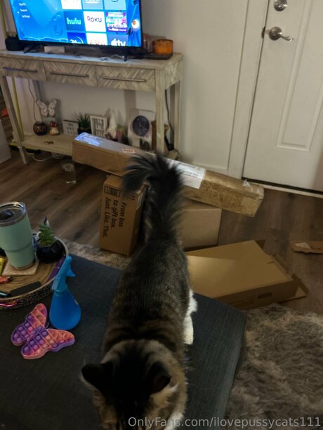 Ilovepussycats111