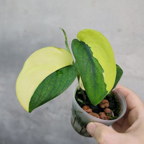 Peace Love And Happiness Club