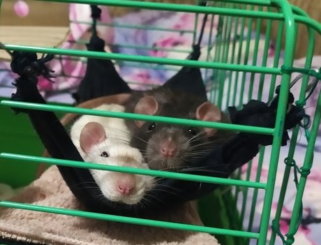 Mrfufu Duduch Ampamp Mrchurchill Rats