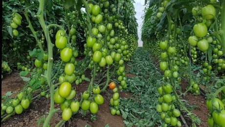 Agriculture Valley  Stiven Guzman