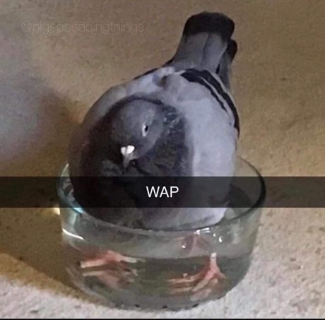 Wap