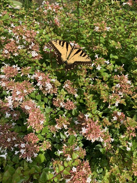 Kate Smith  nude leaked OnlyFans photo