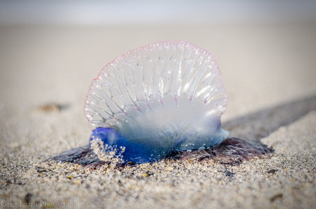 Greg Larro Photography  nude leaked OnlyFans photo