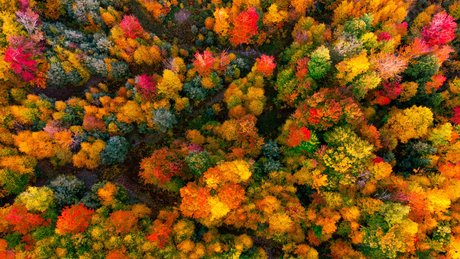 The Couple Next Door