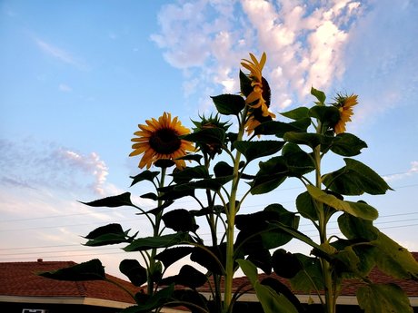 Hot Ampamp Spicy Tofu