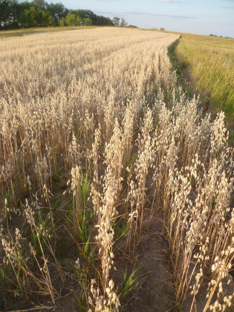 Richard Nixon Was Not Swag