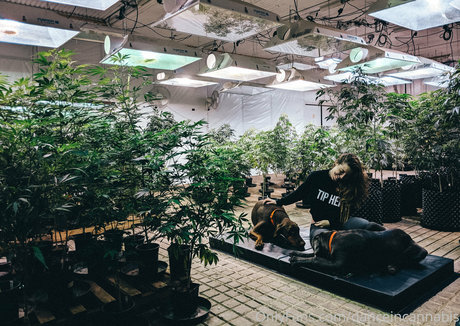 Danceincannabis